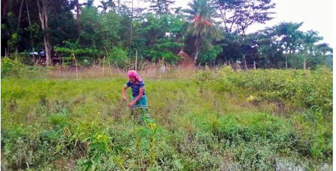 পিরোজপুরে জোয়ারের পানিতে ফসলের ব্যাপক ক্ষতি