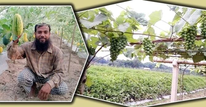 ইউটিউব দেখে ফল চাষ করে সফল রশিদ