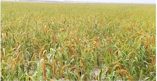 গাইবান্ধায় বেড়েছে কাউন চাষ