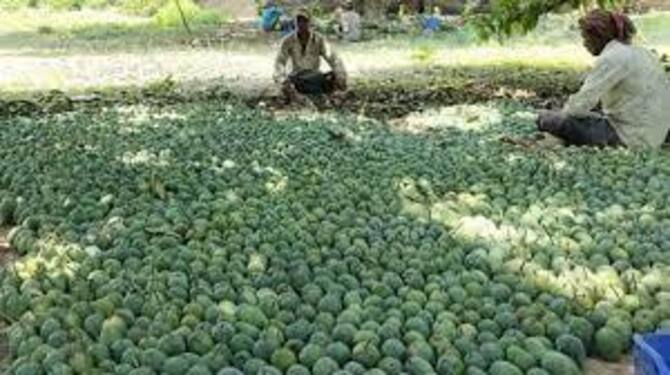 অনলাইনে বিক্রি হচ্ছে চাঁপাইনবাবগঞ্জের আম, ক্রেতাদের ব্যাপক সাড়া