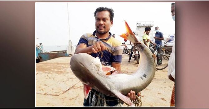 এক পাঙ্গা‌সের দাম ১৬ হাজার