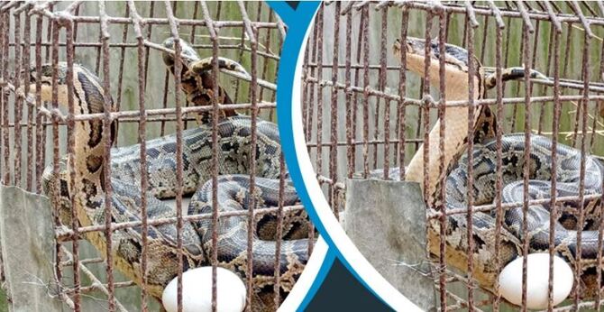 ভুট্টাক্ষেতের জালে আটকা ৮ ফুটের অজগর, দেখতে ভিড়