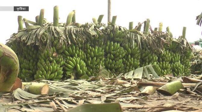 কুষ্টিয়ার হাটে বেড়েছে কলার দাম