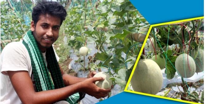 করোনাকালে সাম্মাম চাষ করে সফল কলেজছাত্র খোকন