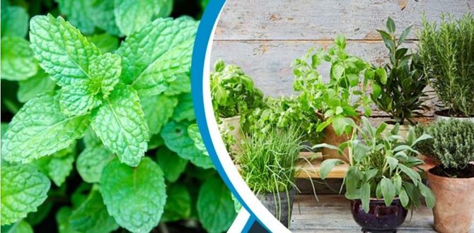 করোনাকালে ঘরেই ফলিয়ে নিন দরকারি ভেষজ