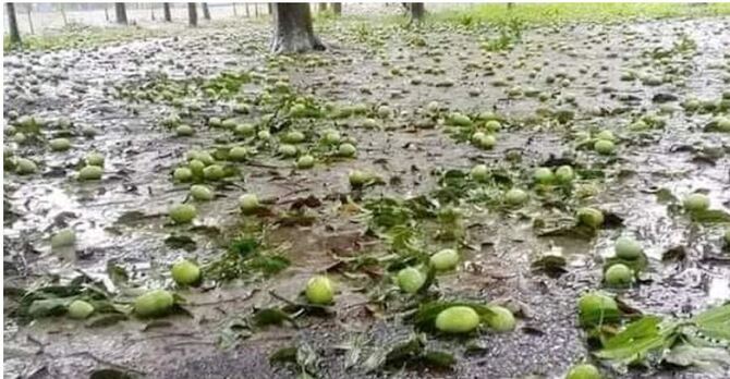 ঝড়ে আম পড়তে দেখে বাগানেই মারা গেলেন শিক্ষক