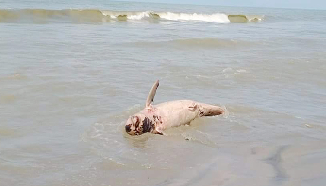 কুয়াকাটা সৈকতে মৃত ডলফিন, শরীরে আঘাতের চিহ্ন