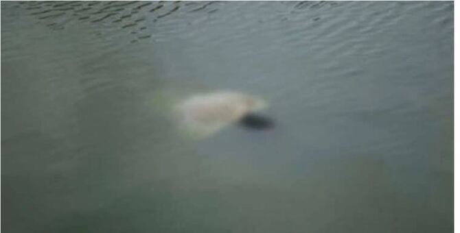 কি‌শোরগ‌ঞ্জে খালে ডুবে দুই শিশুর মৃত্যু