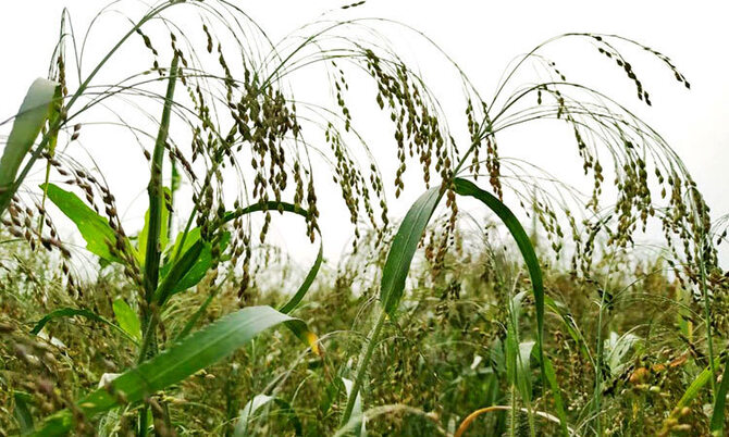 নাগেশ্বরীর চরাঞ্চলে বিলুপ্তপ্রায় চীনা ধান চাষ