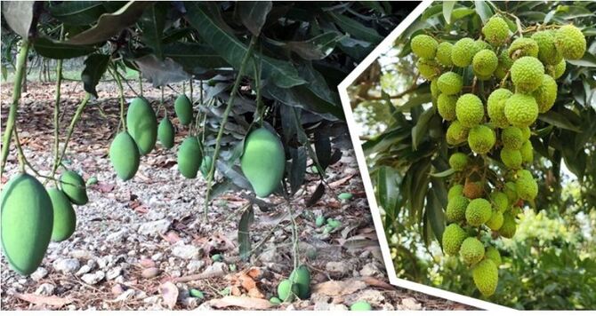 বৈরী আবহাওয়ায় ঝরে পড়ছে আম-লিচু, শঙ্কায় বাগান মালিকরা