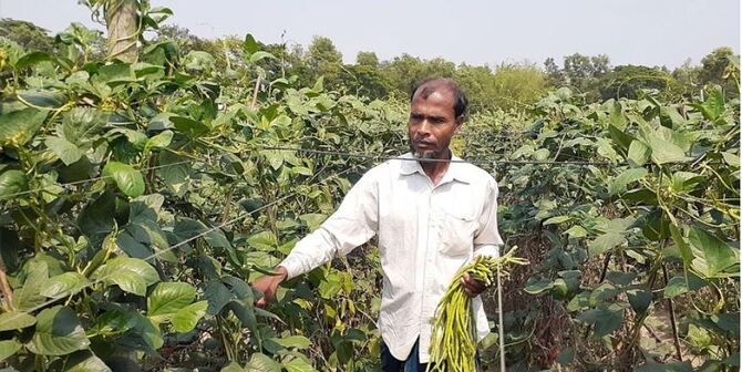 বিদেশের কাজে ব্যর্থ হয়ে দেশে ফিরে কৃষিতে সফল