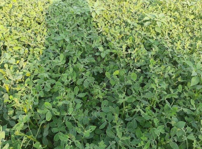 বোদায় বাদাম চাষের বাম্পার ফলনের সম্ভাবনা