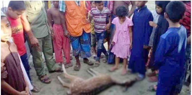 পথ ভুল করে লোকালয়ে হরিণ, প্রাণ হারাল কুকুরের আক্রমণে