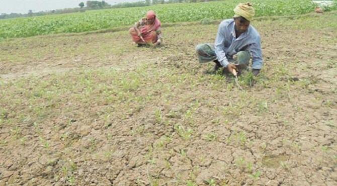 রাজবাড়ীতে খরা ও দাবদাহে বিপাকে পাট চাষিরা
