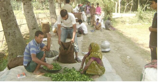 নড়াইলে উস্তা চাষে স্বাবলম্বী ৫০০ কৃষক