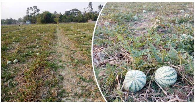 খরায় ফলন না পেয়ে চিন্তায় উপকূলের তরমুজ চাষিরা