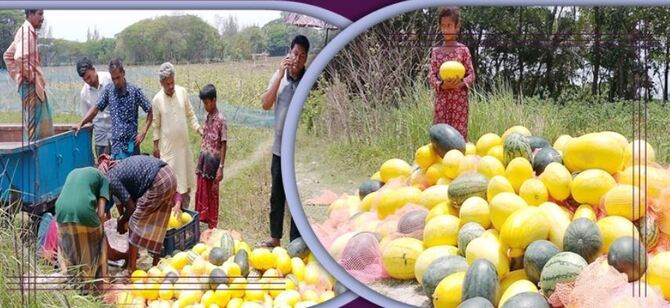 তিন রঙের তরমুজ চাষে লাভবান কৃষক