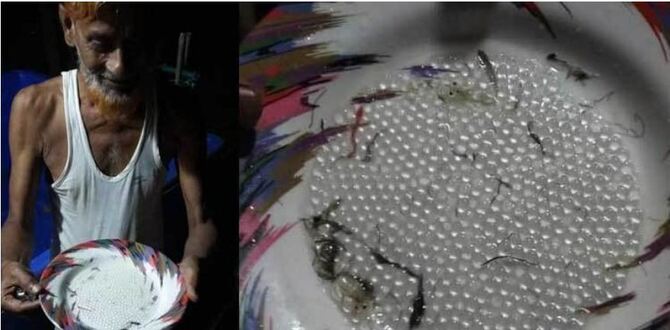 হালদায় ‘নমুনা ডিম’ ছেড়েছে মা মাছ