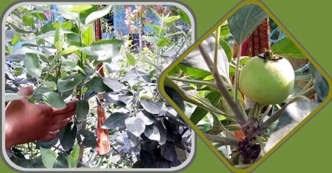 ফরিদপুরে পরীক্ষামূলক আপেল চাষে ৩ চাষির সাফল্য