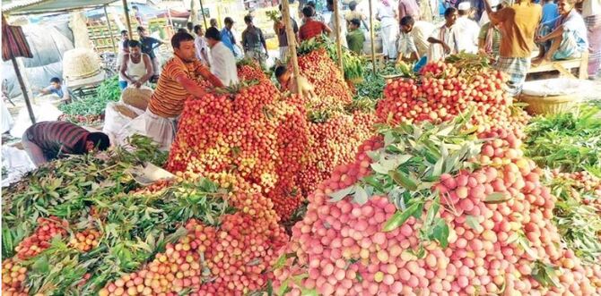 একশ লিচু বেচা-কেনায় কমিশন ১৭ টাকা!