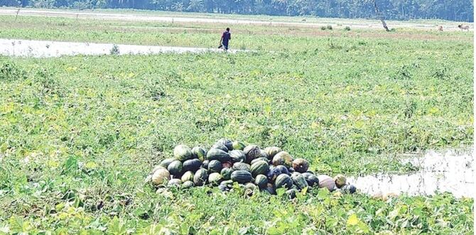 হাতিয়ায় ২৯৫ হেক্টর ফসলের ক্ষতি