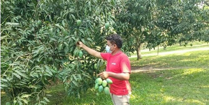রাজশাহীতে আম পাড়া শুরু
