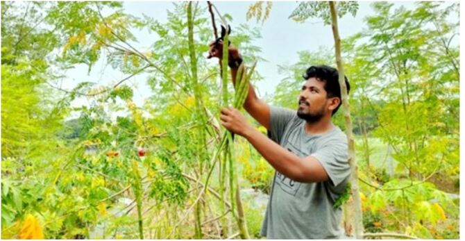 ১ কেজি সজিনা ১২০ টাকা, সফল চাষি খালিদ