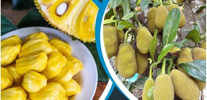 পাকা ও মিষ্টি কাঁঠাল চেনার কৌশল