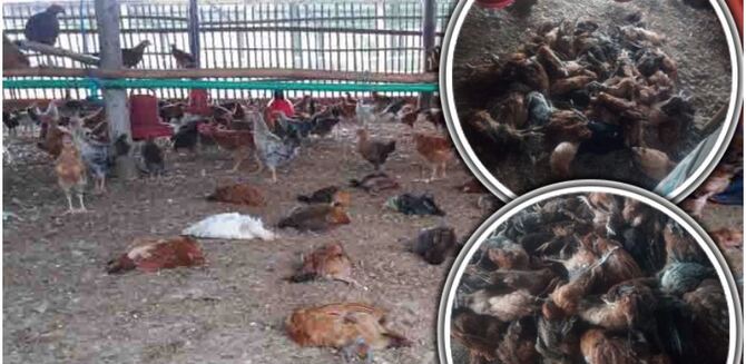 এক সপ্তাহেই মারা গেল ১২ হাজার মুরগি