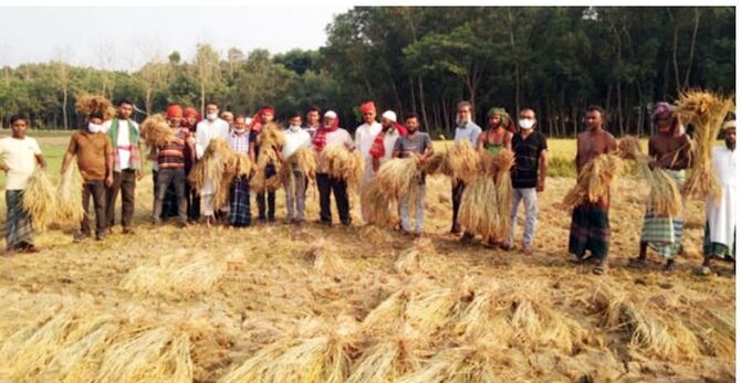 মাগুরায় বোরোর বাম্পার ফলনে কৃষকের মুখে হাসি