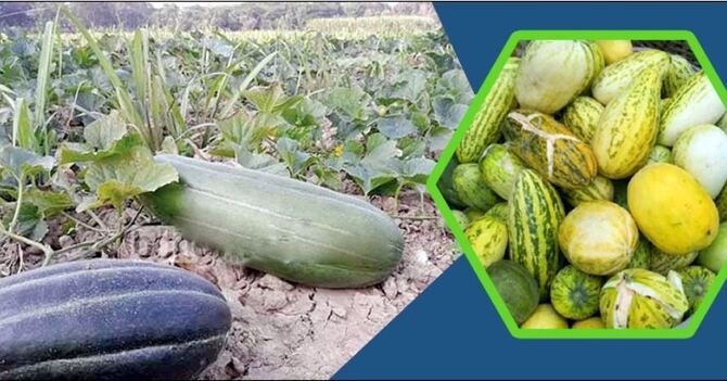 মাগুরায় বাঙ্গির ব্যাপক ফলনে লাভবান কৃষকরা