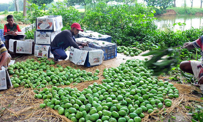 আগাম বাজারজাত করায় ১২৫ মণ আম জব্দ