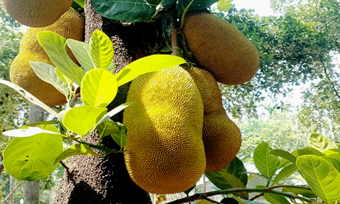 কাঁঠালের গ্রাম লাউড়ের গড়