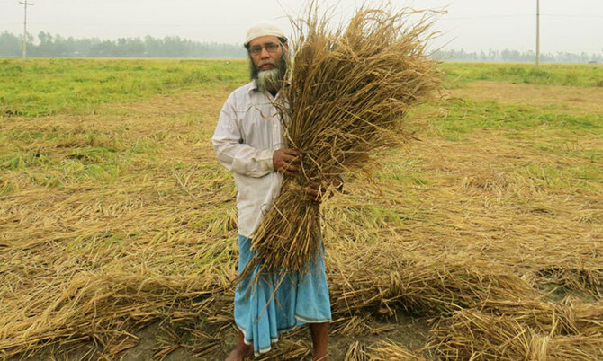তাড়াশে পোকার আক্রমণে ফলন শূন্য বোরো ক্ষেত