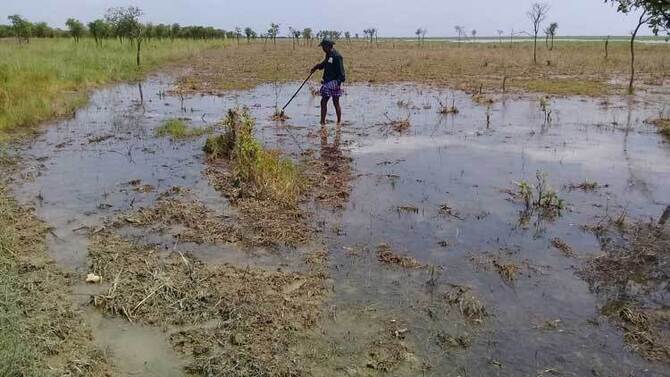 হাকালুকির ২০ হাজার হিজল-করচ গাছ কেটে ফেলার নেপথ্যে কারা?