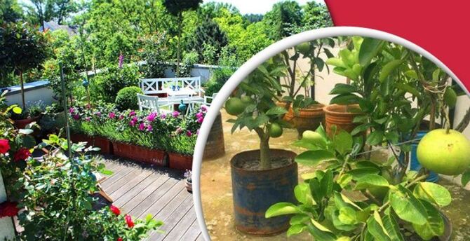 বর্ষাকালে ছাদ বাগানের যত্ন নেবেন যেভাবে