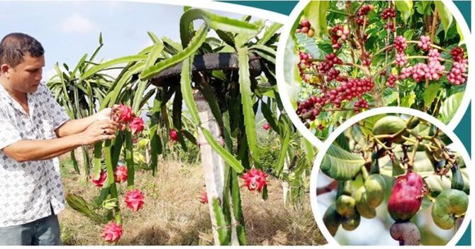 অপ্রচলিত ফসল পাল্টাবে পাহাড়ের অর্থনীতি