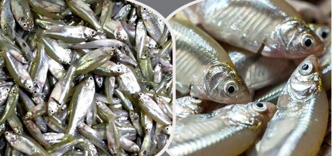 জেনে নিন পুকুরে মলা মাছের চাষ পদ্ধতি