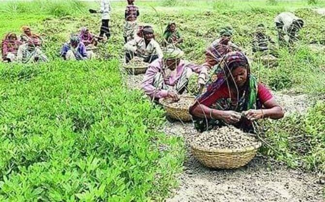 মানিকগঞ্জে চরাঞ্চলে কৃষি কাজে ব্যস্ত বেকার শ্রমিকরা