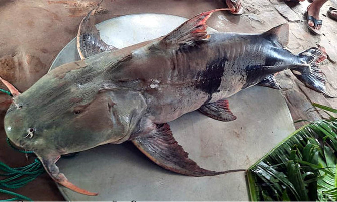 গোয়ালন্দে ধরা পড়েছে সাড়ে ৪৭ কেজির বাঘাইর