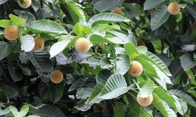 হারিয়ে যাচ্ছে কদম ফুল