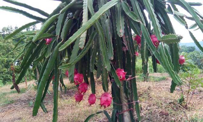ড্রাগন ফল বাজারজাতকরণ নিয়ে বিপাকে চাষিরা