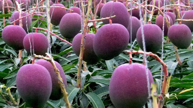 পৃথিবীর সবচেয়ে দামি আম ‘সূর্যডিম’ এখন দেশের বাজারে