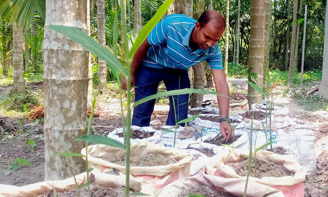 রাজারহাটে বস্তায় আদা চাষ