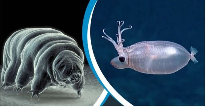 মহাকাশে পানি ভালুক ও স্কুইড পাঠাচ্ছে নাসা