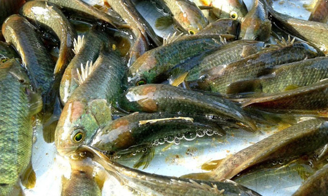 কই মাছের চাষে অধিক লাভ