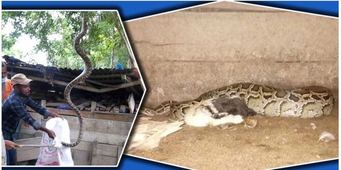 মোংলায় ৮ ফুট লম্বা অজগর উদ্ধার