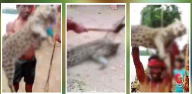 মেছোবাঘকে পিটিয়ে হত্যার পর ফেলা হলো হাওরে