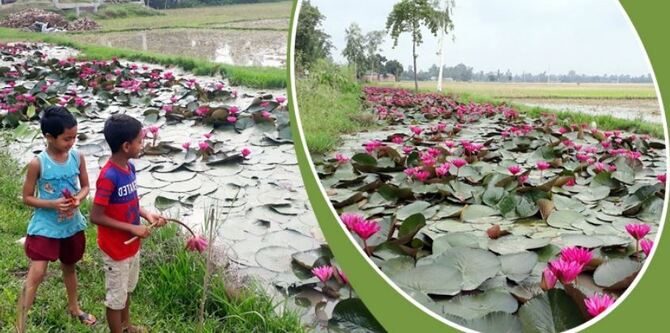 প্রশংসিত হচ্ছে যুব সমাজের শাপলা চাষ