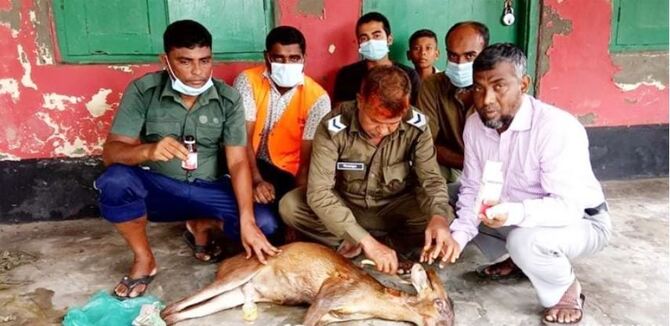 বাঘের আক্রমণে আহত হরিণ লোকালয়ে